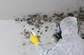 Best Mold Removal for HVAC Installations  in Horton, KS